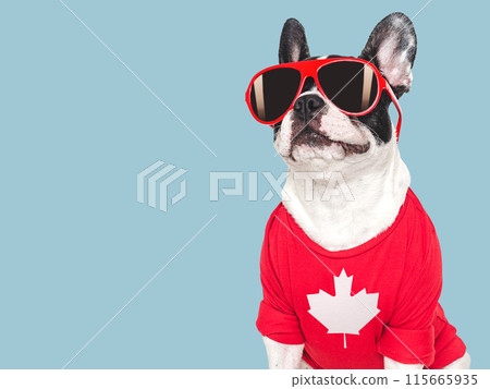 Cute puppy, sunglasses and Canadian Flag. Studio shot Cute puppy, sunglasses and Canadian Flag. Studio shot 115665935