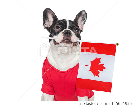 Cute puppy and Canadian Flag. Studio shot Cute puppy and Canadian Flag. Studio shot 115665936