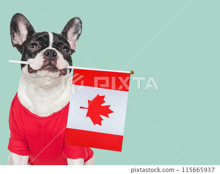 Cute puppy and Canadian Flag. Studio shot 115665937