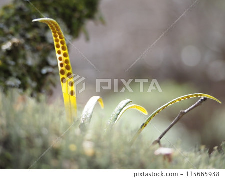 A parasitic plant that grows on large trees, like a mistletoe. A parasitic plant that grows on large trees, like a mistletoe. 115665938