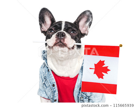 Cute puppy and Canadian Flag. Studio shot 115665939