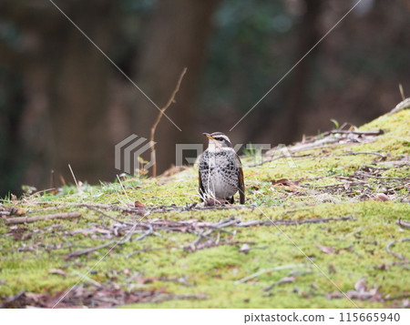 A penguin-like thrush. 115665940