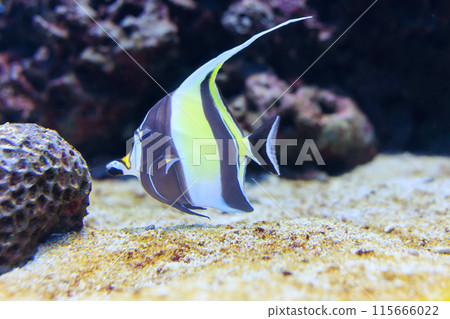 Tsunodashi Tsunodashi 115666022