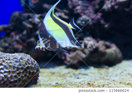 鐮魚 鐮魚 115666024