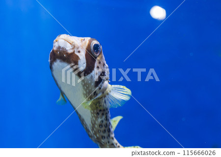 豪豬魚在水族箱裡遊來游去 豪豬魚在水族箱裡遊來游去 115666026