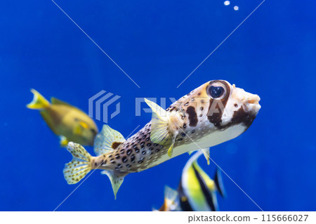 豪豬魚在水族箱裡遊來游去 豪豬魚在水族箱裡遊來游去 115666027