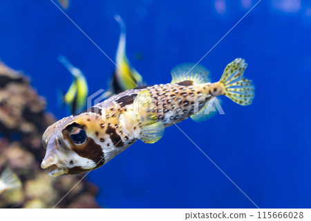 A porcupine fish swimming around in an aquarium A porcupine fish swimming around in an aquarium 115666028