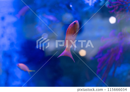 一條雌性金魚在水槽裡游泳 一條雌性金魚在水槽裡游泳 115666034