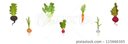Root Vegetable Crop with Top Leaves Vector Set 115666305