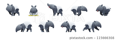 Cute Malayan Tapir as Asian Animal with White Patch and Short Nose Trunk in Different Pose Vector Set 115666308