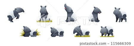 Cute Malayan Tapir as Asian Animal with White Patch and Short Nose Trunk in Different Pose Vector Set 115666309