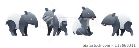 Cute Malayan Tapir as Asian Animal with White Patch and Short Nose Trunk in Different Pose Vector Set 115666311
