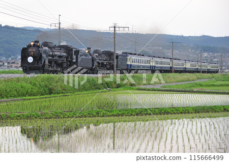 上越線 澀川-八木原 JR東日本 D51-498+C57-180+12系 SL 十龍水上物語 上越線 澀川-八木原 JR東日本 D51-498+C57-180+12系 SL 十龍水上物語 115666499