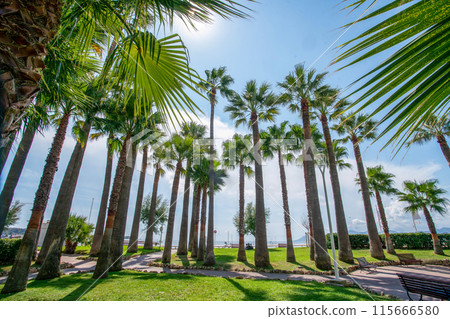 Amazing park of pine trees and palm trees in left part of Croisette . There celebrities go to   bars and night clubs.  Blurred motion people walking. 115666580