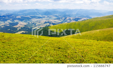 landscape of ukrainian carpathian mountains in summer. grassy hillside of mnt. hymba on a sunny day. popular travel destination. beautiful nature of transcarpathia. alpine highlands 115666747