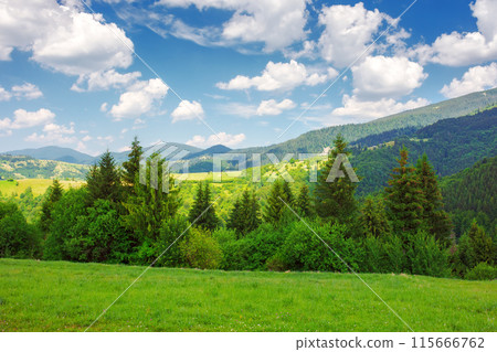 mountainous landscape of ukraine in summertime. trees on the grassy meadow. clouds on the blue sky above the carpathian range. countryside adventures on a sunny day mountainous landscape of ukraine in summertime. trees on the grassy meadow. clouds on the blue sky above the carpathian range. countryside adventures on a sunny day 115666762