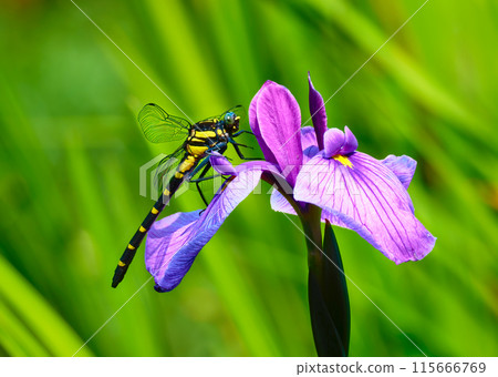 A scene from early summer: the green eyes of a giant dragonfly shining as it sits on a purple iris 115666769