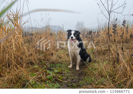 Pet activity. Cute puppy dog border collie sitting in autumn park forest outdoor. Pet dog on walking in foggy autumn fall day. Dog walking. Hello Autumn cold weather concept Pet activity. Cute puppy dog border collie sitting in autumn park forest outdoor. Pet dog on walking in foggy autumn fall day. Dog walking. Hello Autumn cold weather concept 115666771