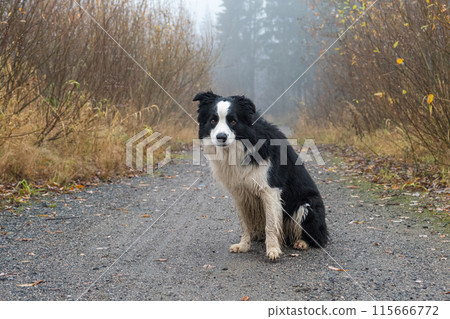 Pet activity. Cute puppy dog border collie sitting in autumn park forest outdoor. Pet dog on walking in foggy autumn fall day. Dog walking. Hello Autumn cold weather concept Pet activity. Cute puppy dog border collie sitting in autumn park forest outdoor. Pet dog on walking in foggy autumn fall day. Dog walking. Hello Autumn cold weather concept 115666772