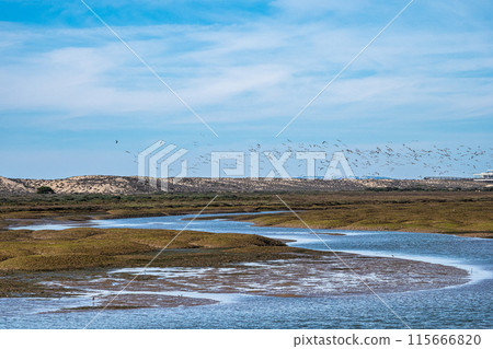 Landscape view of Parque Natural da Ria Formosa near Faro, Portugal 115666820