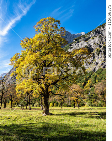maple trees at Ahornboden, Karwendel mountains, Tyrol, Austria 115666875