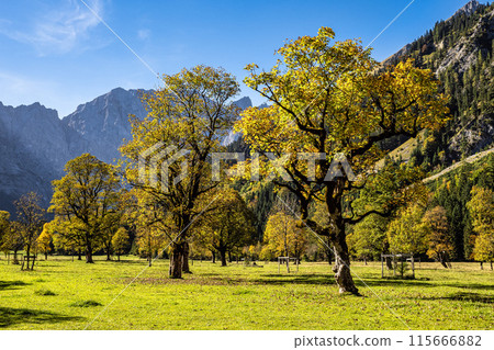 maple trees at Ahornboden, Karwendel mountains, Tyrol, Austria 115666882