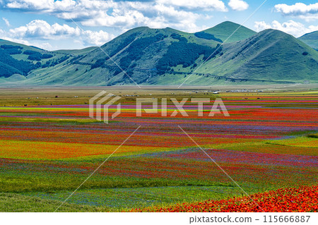 Lentil flowering with poppies and cornflowers in Castelluccio di Norcia, Italy 115666887
