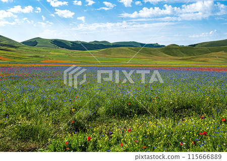 Lentil flowering with poppies and cornflowers in Castelluccio di Norcia, Italy Lentil flowering with poppies and cornflowers in Castelluccio di Norcia, Italy 115666889