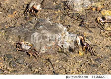 Fiddler Crab, Uca pugnax or tangeri at Ria Formosa Nature Park, Algarve. Portugal. Fiddler Crab, Uca pugnax or tangeri at Ria Formosa Nature Park, Algarve. Portugal. 115666899