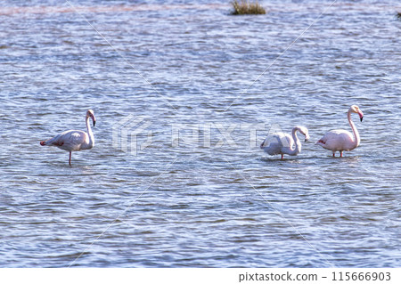 Greater Flamingos, Phoenicopterus roseus in a Salt Flat at Ria Formosa Natural Reserve, Algarve Portugal 115666903