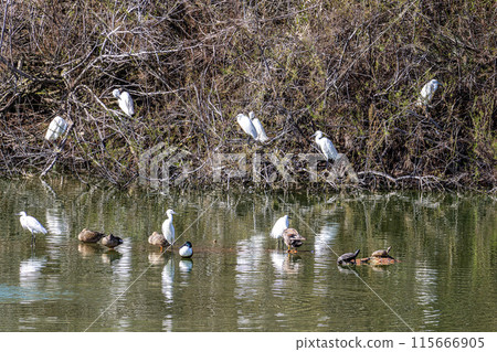 The little egret, Egretta garzetta in Ria Formosa Natural Reserve, Algarve Portugal 115666905