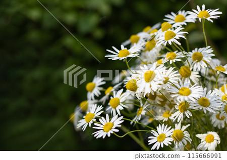 Beautiful Daisies in a Green Garden, Copy Space 115666991