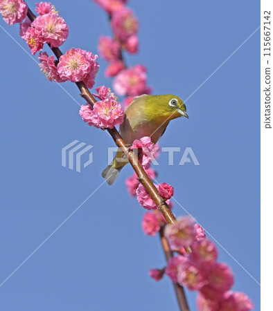 A white-eye has come to the red plum blossoms in full bloom (spring image) (heartwarming image) A white-eye has come to the red plum blossoms in full bloom (spring image) (heartwarming image) 115667142