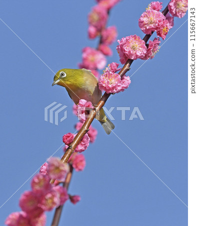 A white-eye has come to the red plum blossoms in full bloom (spring image) (heartwarming image) A white-eye has come to the red plum blossoms in full bloom (spring image) (heartwarming image) 115667143