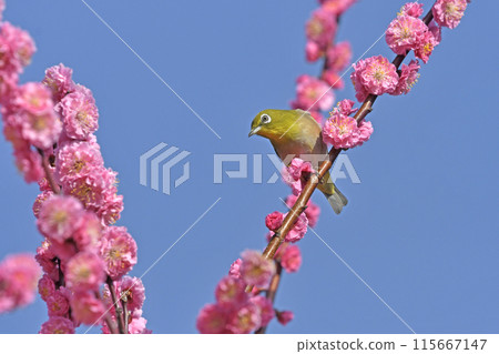 A white-eye has come to the red plum blossoms in full bloom (spring image) (heartwarming image) 115667147