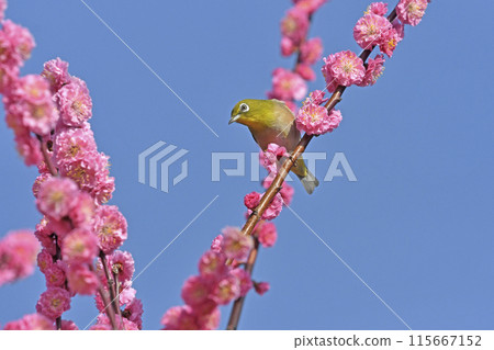 一隻繡眼鳥來到盛開的紅梅花叢中（春天的圖片）（溫馨的圖片） 115667152