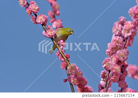 A white-eye has come to the red plum blossoms in full bloom (spring image) (heartwarming image) 115667154