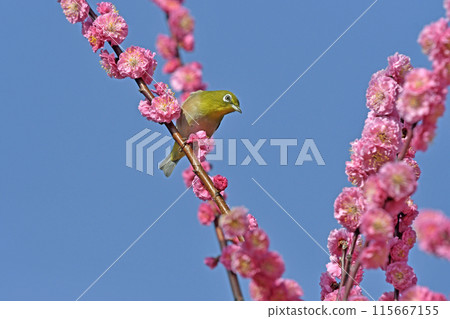 A white-eye has come to the red plum blossoms in full bloom (spring image) (heartwarming image) A white-eye has come to the red plum blossoms in full bloom (spring image) (heartwarming image) 115667155