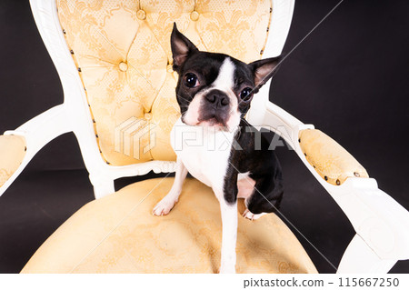 Boston Terrier puppy sitting on retro arm chair in studio Boston Terrier puppy sitting on retro arm chair in studio 115667250