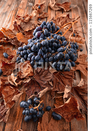 Blue grapes with dried-up vine leaves. 115667269