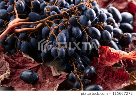 Blue grapes with dried-up vine leaves. 115667272