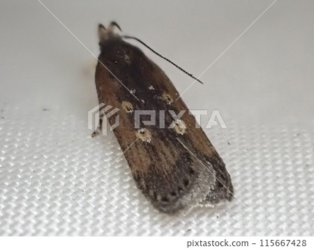 The potato leaf moth is characterized by four dots on its wings. The potato leaf moth is characterized by four dots on its wings. 115667428