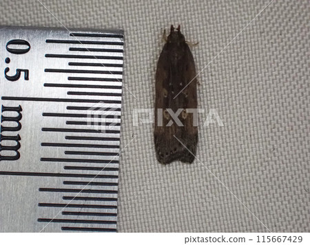The potato leaf moth is characterized by four dots on its wings. The potato leaf moth is characterized by four dots on its wings. 115667429