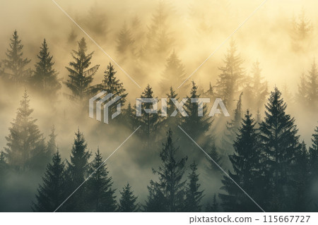 A dense forest with a foggy mist surrounding the trees 115667727