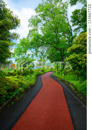 Arakawa Nature Park's walking trails and young leaves, including Magnolia obovata and Autumnal alder 115667728