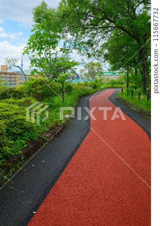 Arakawa Nature Park's walking trails and young leaves, including Skytree, magnolia, autumn elm, etc. 115667732