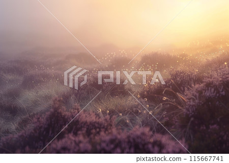 A field of purple flowers with a hazy, foggy atmosphere 115667741