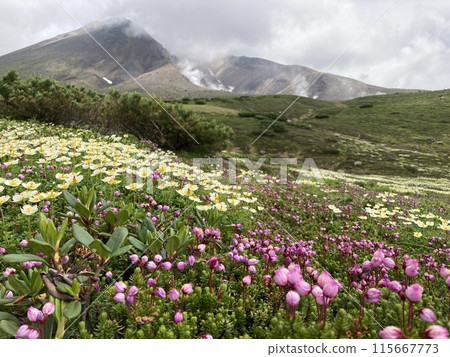 以旭嶽山為背景,蝦夷津櫻和金龜魯瑪盛開 以旭嶽山為背景,蝦夷津櫻和金龜魯瑪盛開 115667773