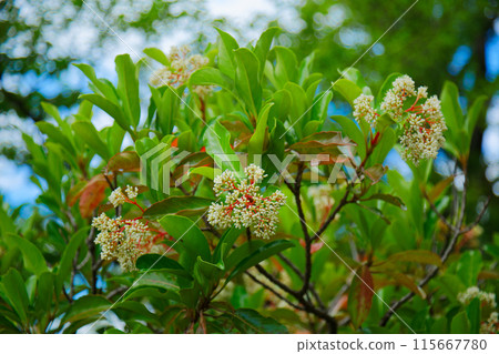 Flowers and young leaves of the coral tree and fresh greenery at Arakawa Nature Park 115667780