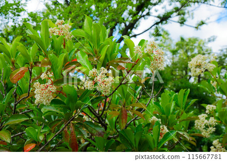 Flowers and young leaves of the coral tree and fresh greenery at Arakawa Nature Park 115667781